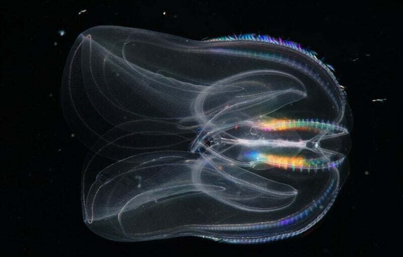 Comb jelly transparan ikan tak terlihat