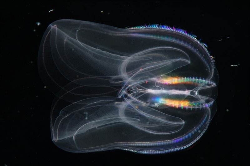 Comb jelly transparan ikan tak terlihat