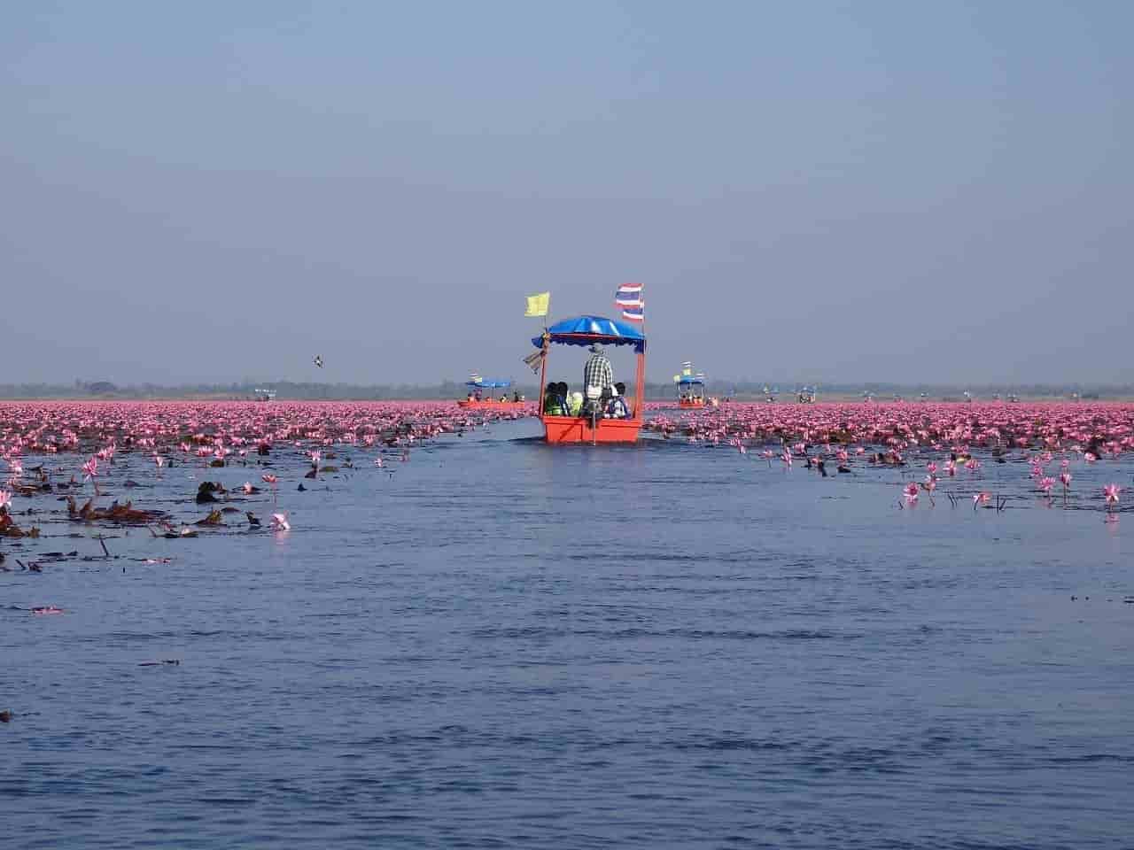 Laut teratai thailand