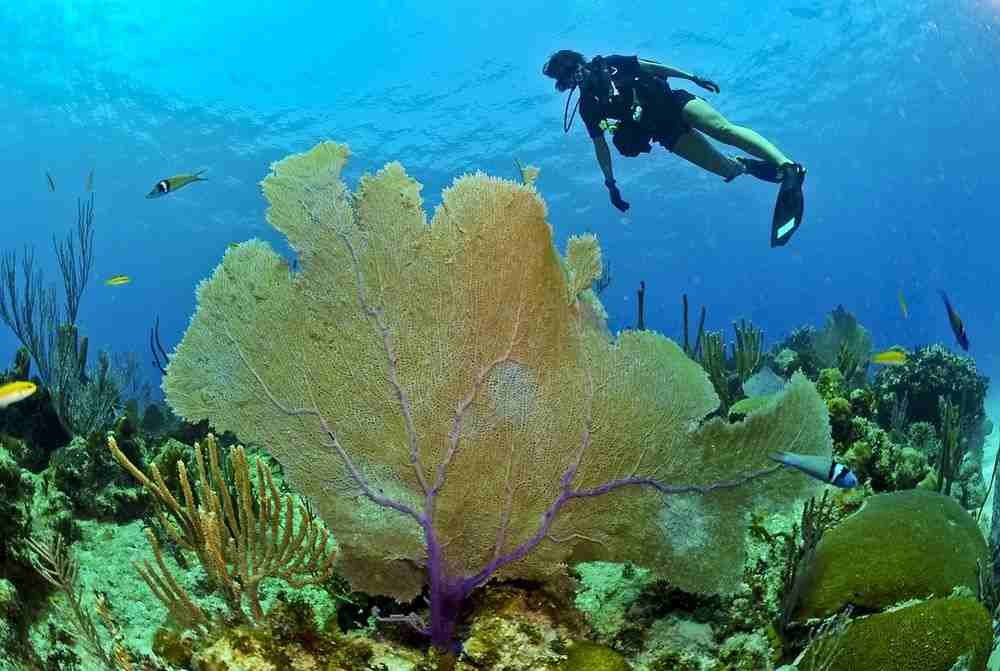 Tempat menyelam terbaik di Bali