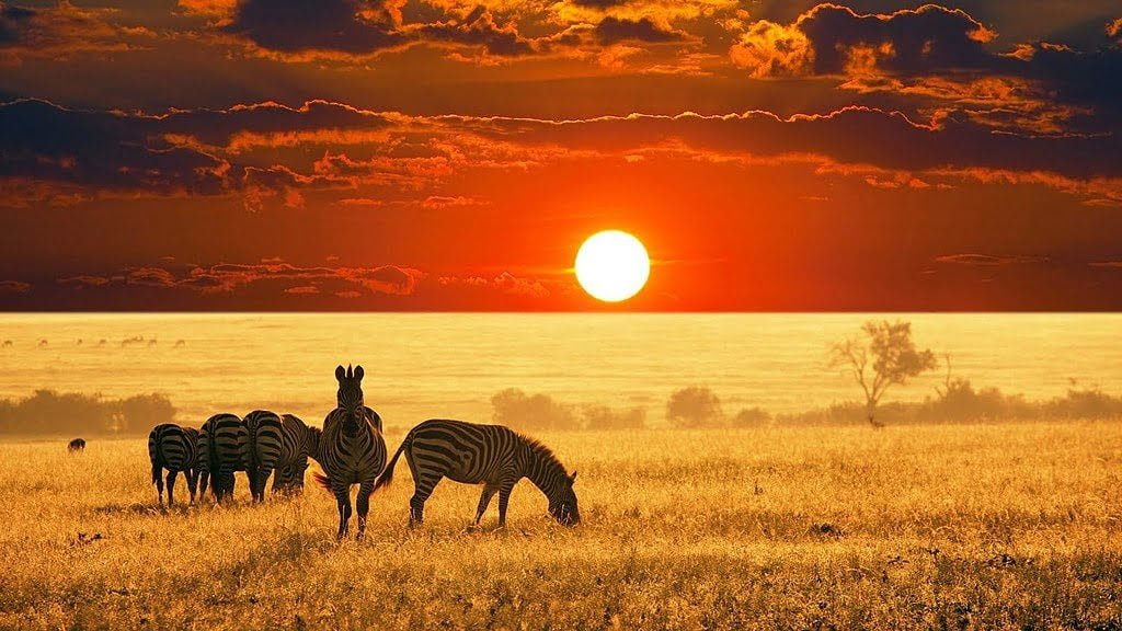 Afrika panduan wisata maasai mara wildlife