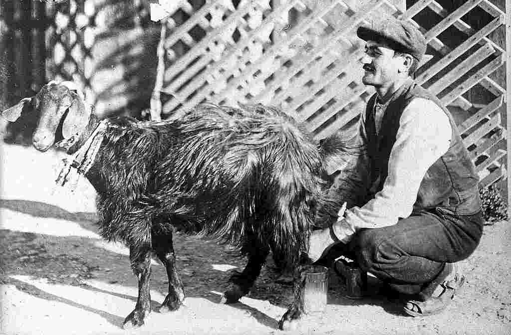 Brucellosis pemerahan kawanan kambing