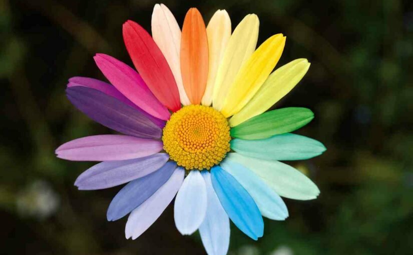 Homofobia